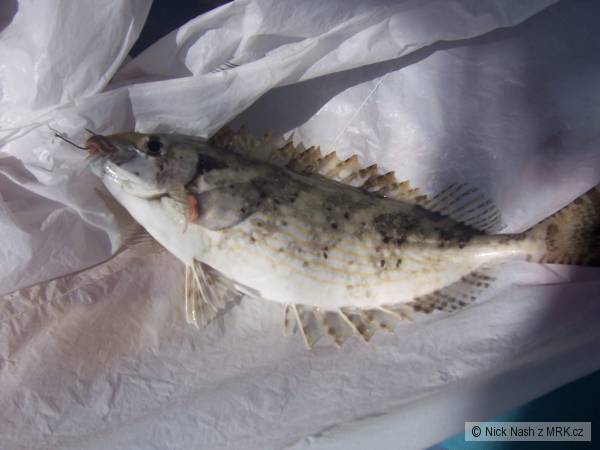Siganus rivulatus