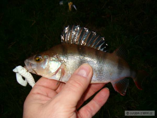 Labe Nymburk
