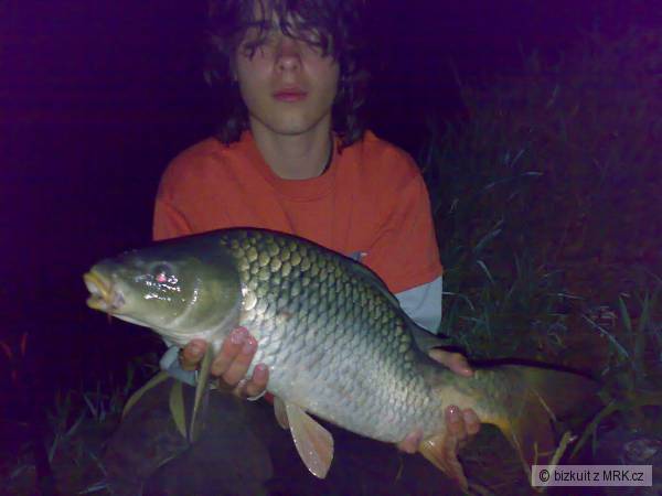 kapr 64cm  5,5kg