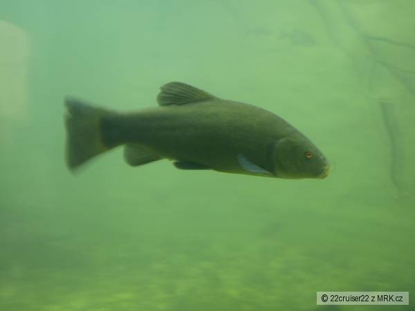 linek