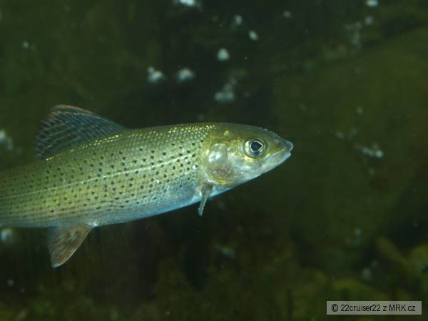 lipanek