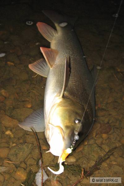parma berounka