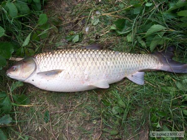 Amur 86 cm krasavec
