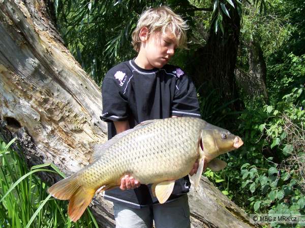 kapr 81cm 11kg 