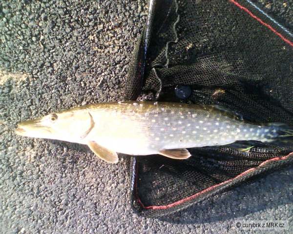 Posledn� ryba roku 2008