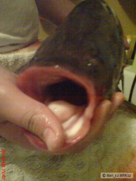 Pusina