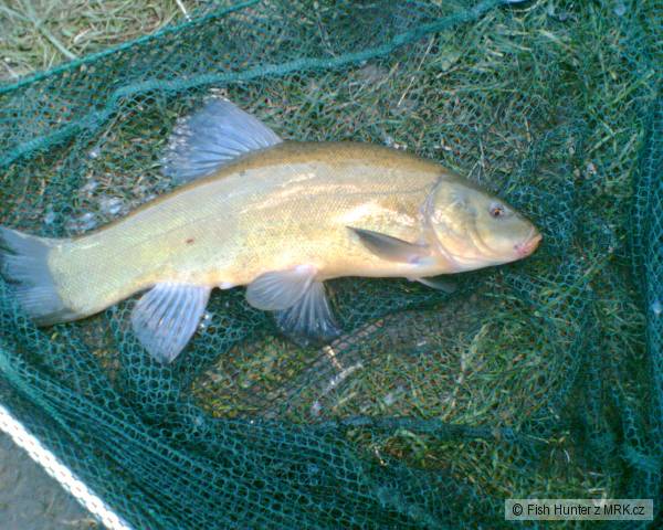 L�n 48 cm