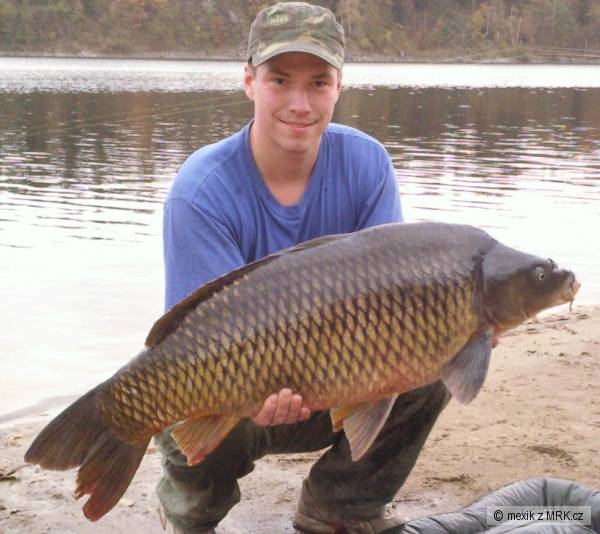 Kapr obecn� 90 cm