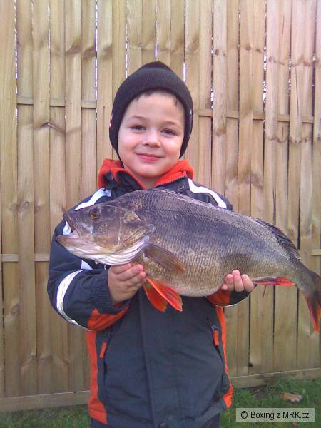 Okoun 51cm 1,75kg
