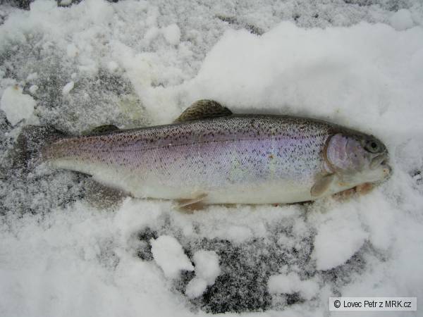 Pstruh 37cm