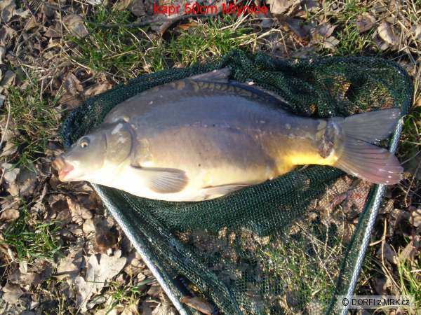 kapr z Ml�nice