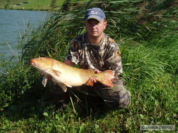 Kapr koi