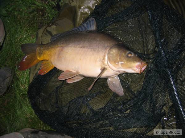 T�rlicko feeder:-))
