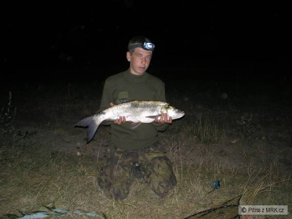 bolen 60cm