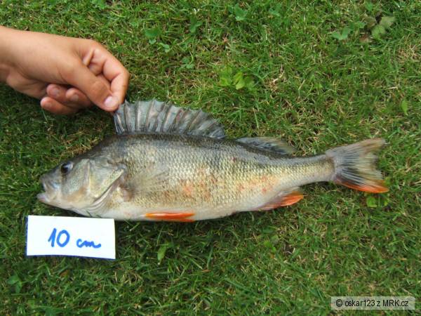 Okoun 37cm