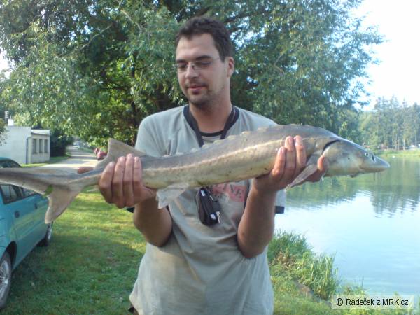 Jeseter,Podhradsk� rybn�k