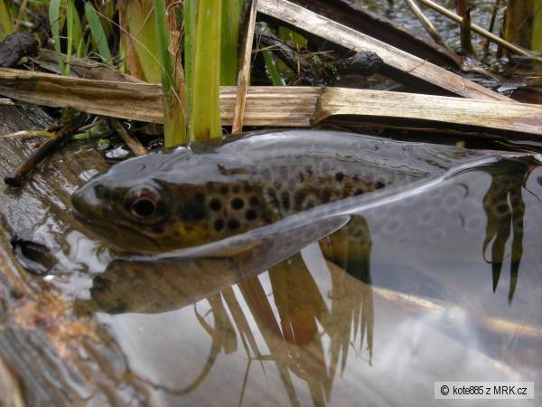 brown trout