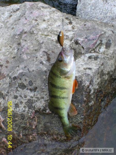 Ostrie�ik uloven� na male Salmo zlatek farby...