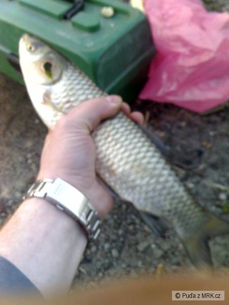 Marod