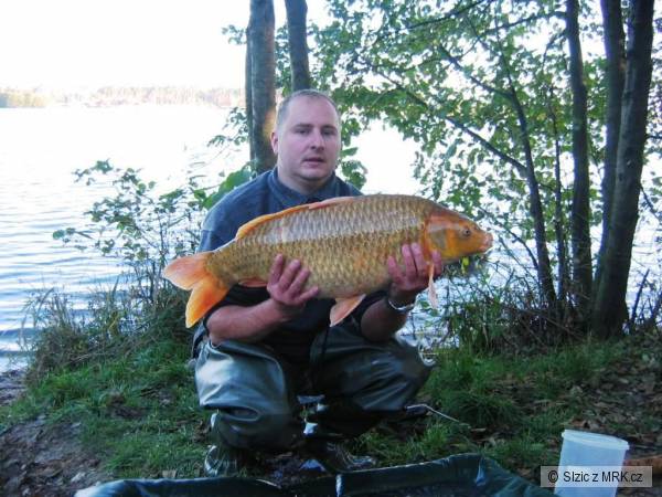 Zlat� rybka