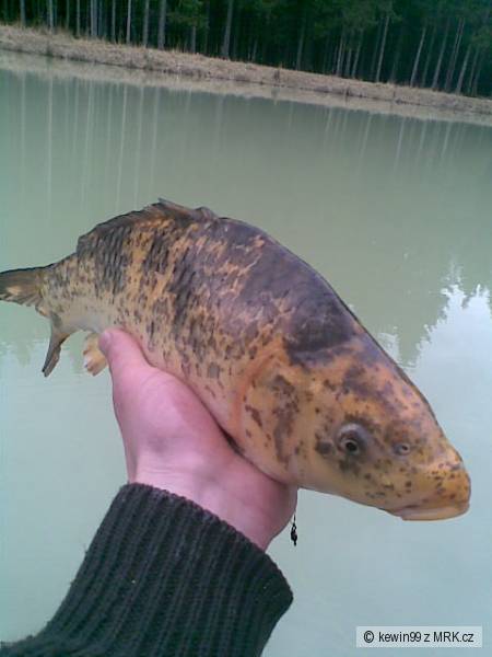 koi :-)