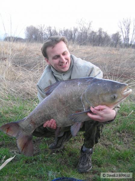 Tolstolobik 87 cm