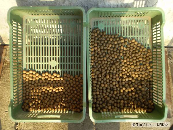 Dom�c� v�roba boil�