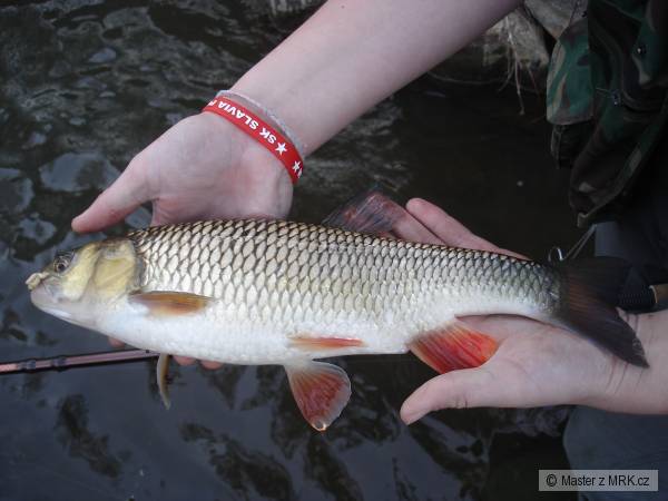 40cm