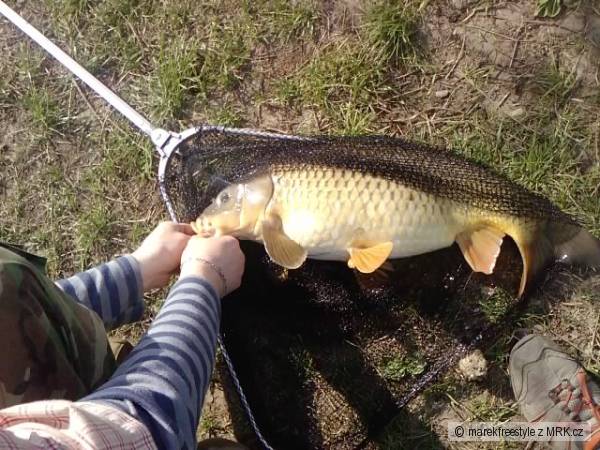 viprostovany hacku kapra 64cm 