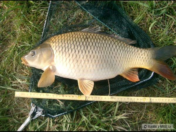 Feeder  Premiera 