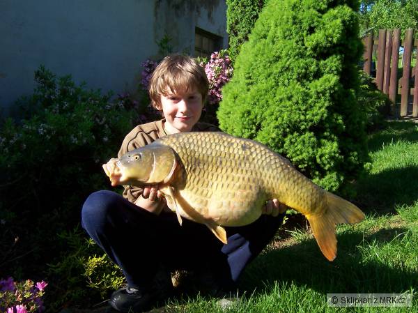 Kapr 66cm  6,10Kg