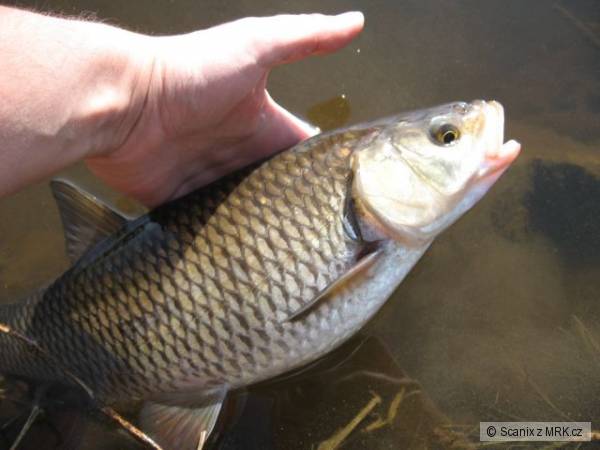 Dal�� tlou�� n�co p�es 40cm