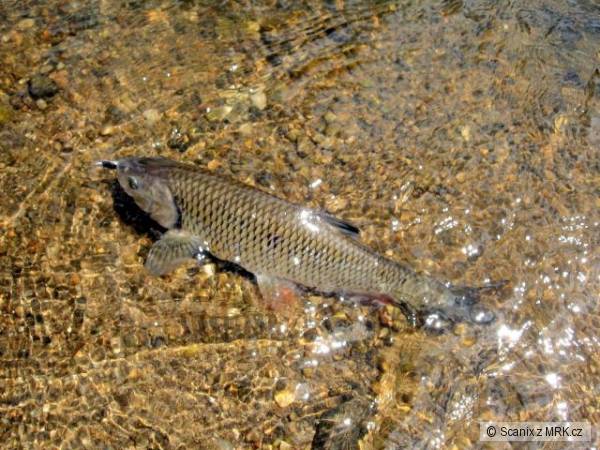V �ist� vod� neodolal ani tlou��