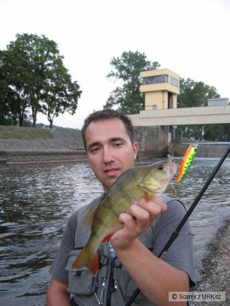Okoun 30+ na Rapala Skitter Pop 9cm FT