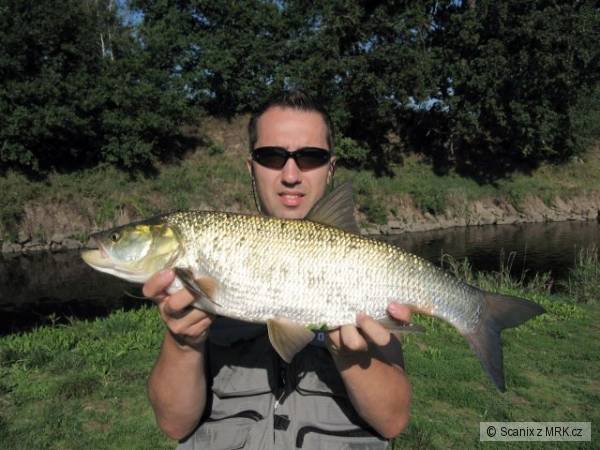 Bolen rovn�ch 70cm