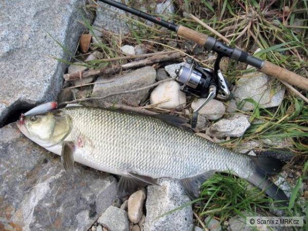 Bolen 60+ na popper