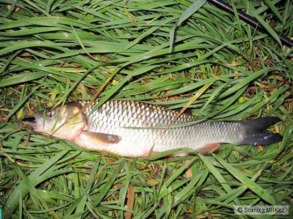 Tlou�� na Shallow Shad Rap 5cm S