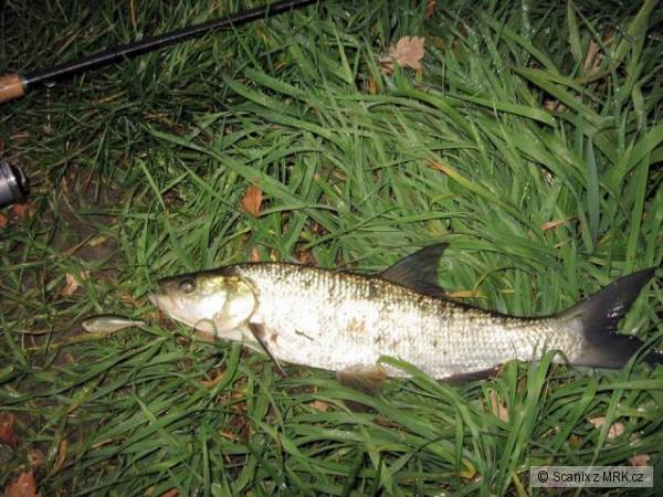 Bol�nek na Rapala Skitter Pop za�to�il i v chladn� vod�