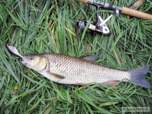 Tlou�� 48cm na Shallow Shad Rap 9cm SSH