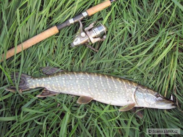 �tika 67cm na mal� Rapala CountDown