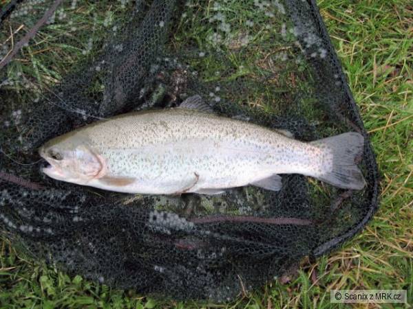 P�kn� n�sa��k, kter� neodolal Berkley nymph