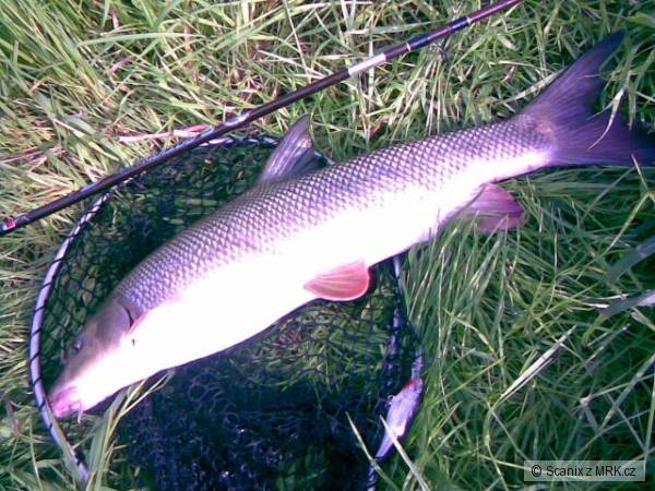 Kr�sn� parma 63cm na Shad Rap 7cm