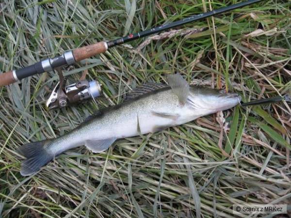 Cand�tci neodolali Shad Rapu v 7cm