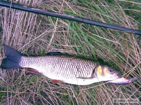 Tlou�� na Shad Rap 7cm SSH