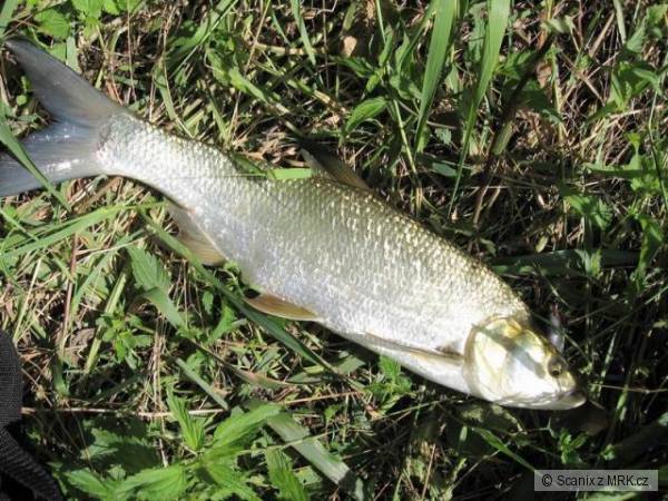 Bolen na Shad Rap 7cm SSH