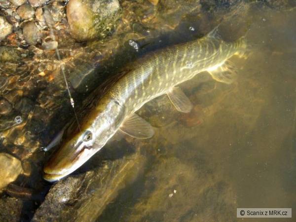 �ti�ka na Shad Rap 7cm SSH