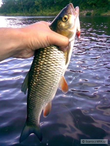 Vltavsk� tlou�� na Shallow Shad Rap 5cm SSH