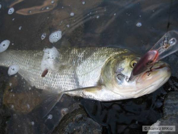 Bolen, kdy ��adpval op�t Shad Rap 7cm SSH