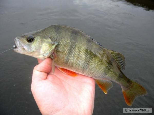 Okoun na sm��ek Berkley Minnow 7,6cm SMLT