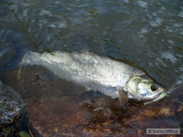 Bolen na sm��ek Berkley Minnow 7,6cm SMLT